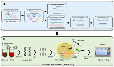 Detection of Burkholderia pseudomallei with CRISPR-Cas12a based on specific sequence tags